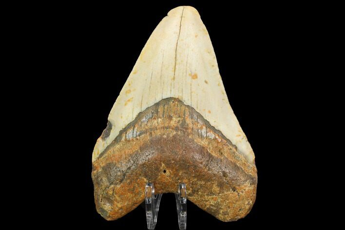 Fossil Megalodon Tooth - North Carolina #124646